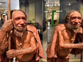 The reconstruction of a Homo neanderthalensis, who lived within Eurasia from circa 400,000 until 40,000 years ago, mirrors at the Neanderthal Museum in Mettmann, Germany, located at the site of the first Neanderthal man discovery, Wednesday, July 3, 2019.