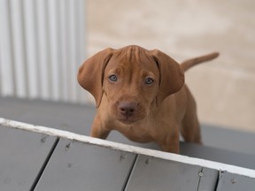 The Conservatives were mocked on social media over their pets policy.