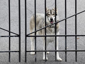 Andrew Cuomo's dog, Captain, looks at members of the media across the street from the Governor's Mansion, after an independent inquiry showed that Governor Cuomo sexually harassed multiple women and violated federal and state laws, in Albany, New York, U.S., Aug. 7, 2021.