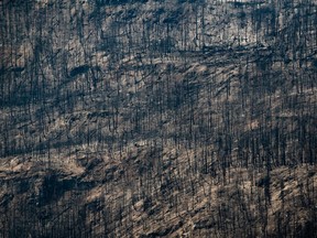 Trees burnt by the White Rock Lake wildfire earlier this month are seen on the side of a mountain in Monte Lake, B.C., on Thursday, Aug. 26.