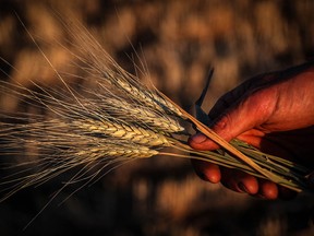 Wheat Farmers Forced To Make Hay Following Crop Failure Due To Drought