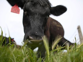 A cow grazes on grass at the Stemple Creek Ranch on April 24, 2014 in Tomales, Calif.