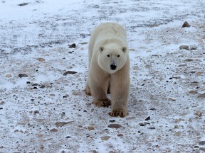 In this file photo, a young male polar bear waits for the sea ice to return in the Churchill Wildlife Management Area, in Manitoba on Oct. 27, 2020.