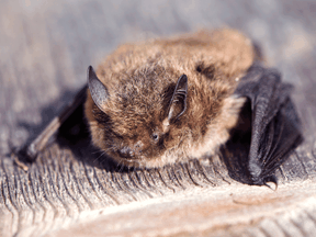 A nathusius’ pipistrelle bat.