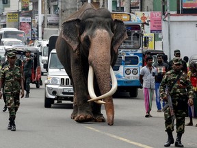 An Indian-born tusker (or bull elephant with large tusks) called Nadungamuwa Raja is being escorted by security personnel as he walks on a street on the outskirts of Colombo on September 21, 2019.