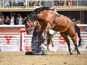 Spur Lacasse, from Cochrane, Alberta falls off of his horse Trail Dust as he competes in Bareback Performance in the first day of Calgary Stampede Rodeo on Friday, July 9, 2021.