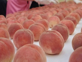 Peaches of the Akatsuki variety grown in Fukushima Prefecture. MUST CREDIT: Japan News-Yomiuri