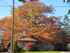 The 250-year-old red oak tree stands behind a North York property belonging to Ali Simaga.
