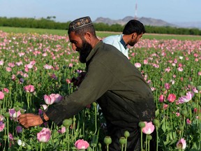 Afghan farmers harvest opium sap from a poppy field in Zari District of Kandahar province, 2016.