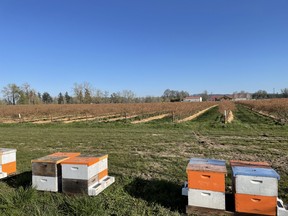 The VectorHive system is being used in the US to protect high-value crops like blueberries, raspberries, sunflowers, almonds and more. SUPPLIED