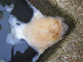 A frog's foam "balloon" encases fertilized eggs, securing the tadpoles' safety for the first week of their lives.