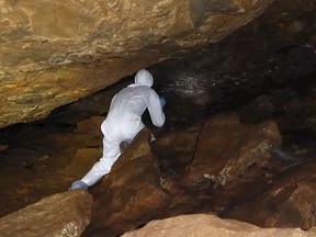 A field researcher identifies bats in a cave in the same region, Yunnan Province, China, where researchers found a virus almost identical to the novel coronavirus.
