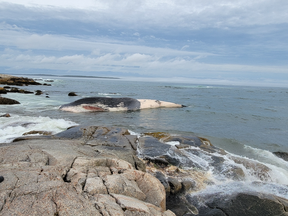 A dead blue whale was found on Crystal Crescent beach, one of Nova Scotia's most popular beaches last week.