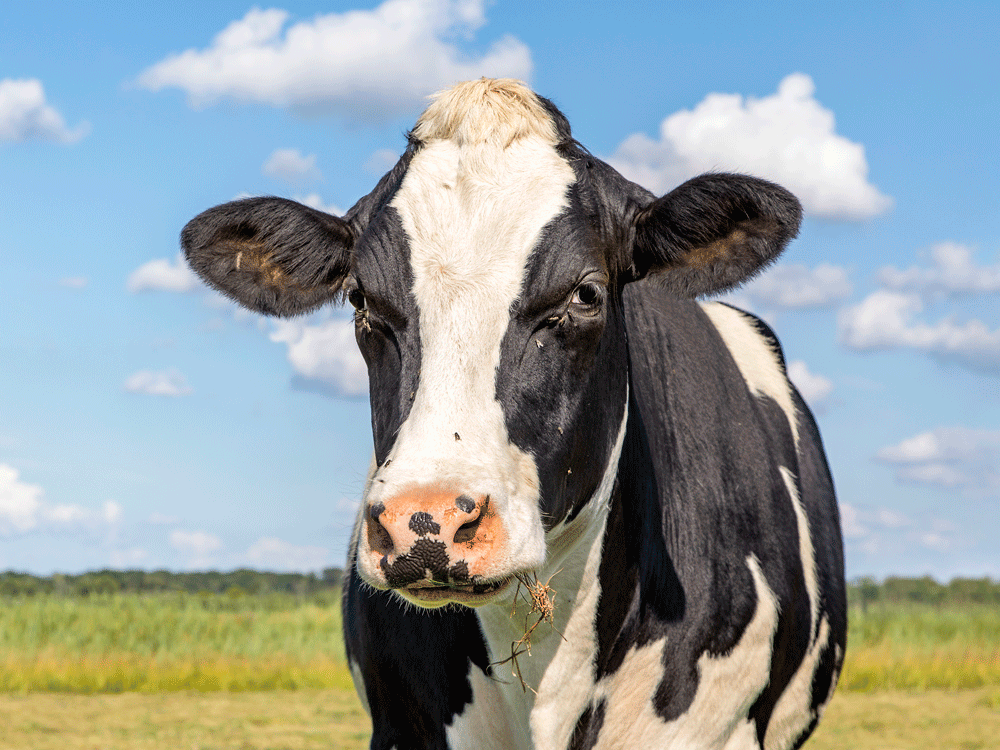 Buy ivermectin vancouver