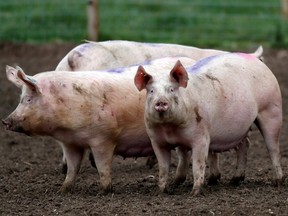 Pigs stand in a field near RAF Lossiemouth, Scotland, on April 13.
