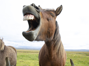 A horse appears to laugh in this undated stock photo. The Supreme Court of Canada will rule this week on a case that could set a precedent on whether jokes can be considered illegal speech in Canada.