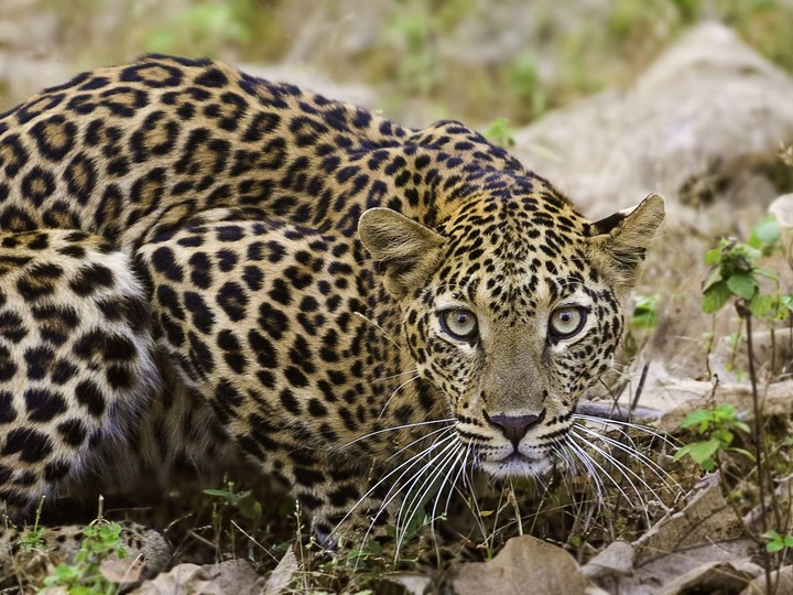  Sub-adult Leopard at Tadoba Andhari Tiger Reserve