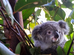 A baby koala is seen at Wild Life Sydney Zoo on Oct. 14 in Sydney, Australia.