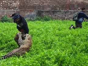 A leopard attacks an Indian man as another one runs away from the animal in Lamba Pind area in Jalandhar on January 31, 2019.