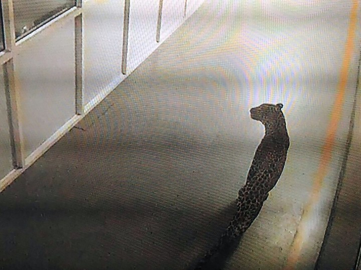  This photo of a screen displaying CCTV footage shows a leopard walking inside an Indian car factory in Manesar on October 5, 2017.