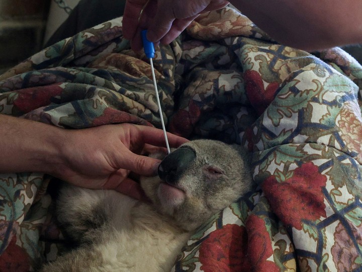  A koala suffering from chlamydia undergoes health assessments while under anaesthesia at a veterinary hospital, in Vineyard, Sydney, Australia, October 1.