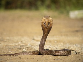 The Indian Spectacled Cobra.