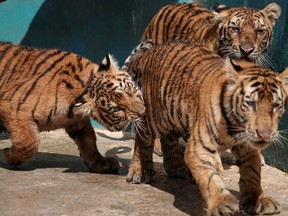 Bengal tiger cubs play at the zoo in Havana, Cuba, Oct. 27, 2021.