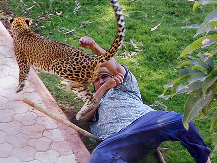  After going on the rampage after it had strayed in the city and injured three people, the leopard was finally caught and taken to a forest department park.