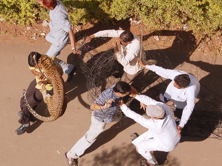  A leopard attacks forest officials trying to net it near a bungalow at a residential colony in Nashik, in India’s western state of Maharashtra, 2007.