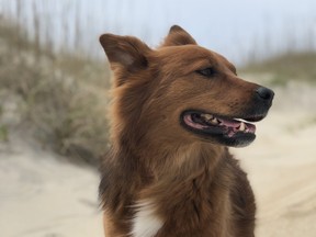 Meet Mo, North Carolina’s dog travel agent.