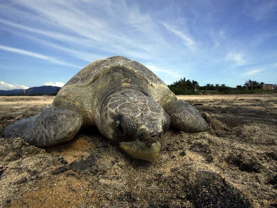 Hundreds of endangered sea turtles wash up dead on Mexican beach ...