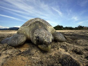An Olive Ridley sea turtle (Lepidochelys olivacea) arriving ton a Mexico. beach to spawn during a nesting. HECTOR GUERRERO/AFP/Getty Images