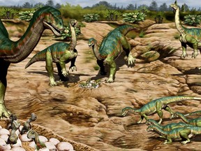 The breeding ground of a herd of the Jurassic Period Patagonian plant-eating dinosaur Mussaurus patagonicus is seen in an undated artist's rendition.