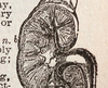 textbook drawing of a kidney