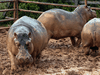 Hippos are seen at a care centre in Doradal, Colombia, on October 15, 2021. Twenty-four of 80 hippos that roamed the former ranch of late drug lord Pablo Escobar, in northwestern Colombia, were sterilized due to the “uncontrolled” growth of this “invasive” species, authorities reported.