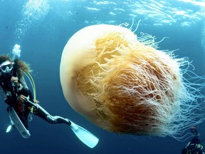 A Nomura's jellyfish is seen in Echizen, Fukui Prefecture, on Sept. 4.