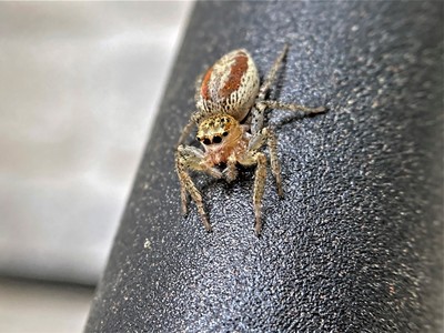 Study Finds Even Spiders Get Grumpy When They're Alone Too Long