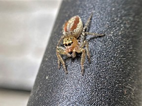A jumping spider is seen lounging on a tree. Researchers used baby jumping spiders to test their predator-recognition instinct with other spiders.