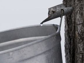 Sap drips out of a maple tree into a bucket.