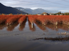 Blueberry bushes sit submerged in floodwaters on in Abbotsford.