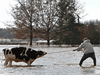 A community member helps rescue a stranded cow after rainstorms caused flooding and landslides in Abbotsford, B.C., November 16, 2021.