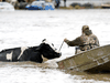 Cows that were stranded in a flooded barn are rescued after rainstorms lashed triggering landslides and floods, Abbotsford, B.C., November 16, 2021.