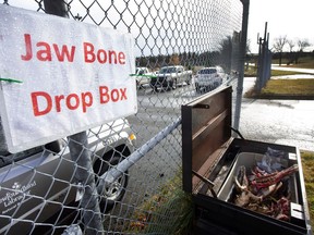 Moose jawbones in the Jawbone Dropoff box on Brookfield Road in St. John's, Friday, Nov. 12, 2021. The province requests moose hunters to remove the jawbones of any moose shot and drop them in one of 50 dropboxes around the province. THE CANADIAN PRESS/Paul Daly