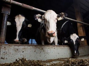 The Canadian Dairy Commission has recommended an increase in the farm gate price of milk of a record 8.4 per cent.