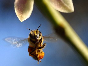 Honey bees can succumb to gasses from volcanos or to starvation if their food sources die off.