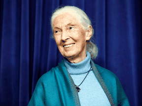Renowned primatologist Jane Goodall is a supporter of the Society for the Protection of Underground Networks, a group dedicated to the protection of the planet’s fungal networks.
