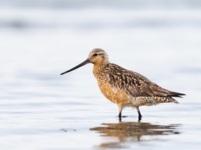 The bar-tailed godwit is famous for its long avian flights every year across the world.