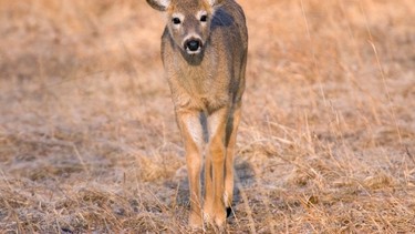 Nearly one-third of Iowa deer are infected with SARS-CoV-2 virus, which causes COVID-19 in humans, a study has found.
