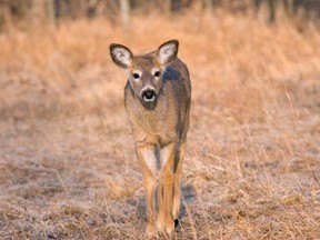 Nearly one-third of Iowa deer are infected with SARS-CoV-2 virus, which causes COVID-19 in humans, a study has found.