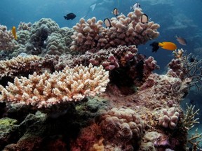 Reef fish swim above recovering coral colonies on the Great Barrier Reef off the coast of Cairns, Australia October 25, 2019.